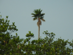 Washingtonia robusta