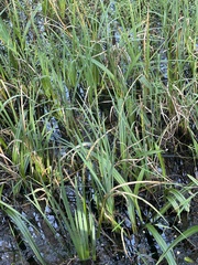 Crinum americanum