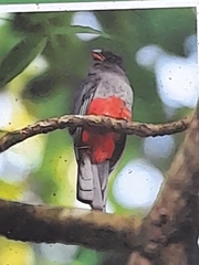 Trogon massena