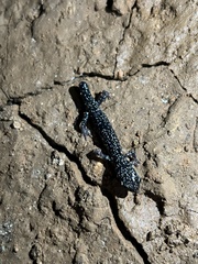 Plethodon albagula