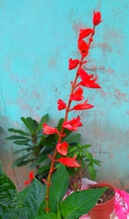 Salvia
