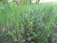 Anthriscus caucalis