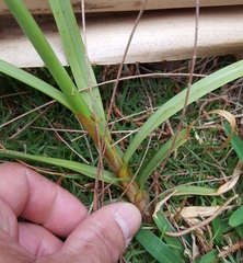 Cyperus intactus