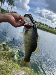 Micropterus floridanus
