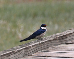 Hirundo albigularis