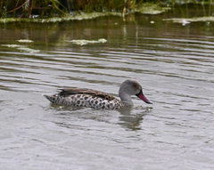 Anas capensis
