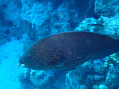 Calotomus viridescens