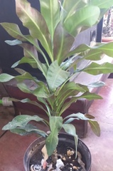 Citrus hystrix