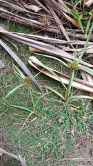 Cyperus intactus