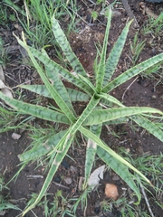 Ledebouria luteola
