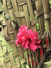 Hibiscus rosa-sinensis