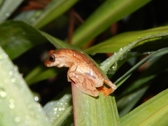 Dendropsophus columbianus