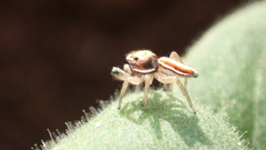 Icius hamatus