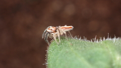 Icius hamatus