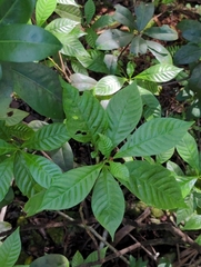 Psychotria nervosa