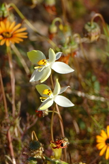 Cyanella alba flavescens