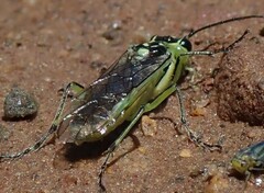 Ilnacora