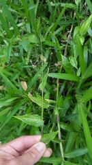 Panicum brevifolium