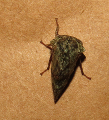 Telamona westcotti