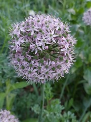 Allium decipiens