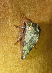 Telamona westcotti