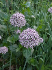 Allium decipiens