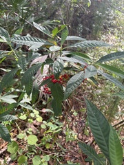 Psychotria tenuifolia