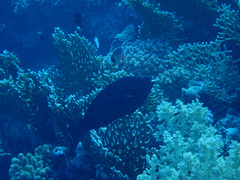 Calotomus viridescens