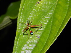 Eumastacidae