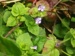 Torenia crustacea