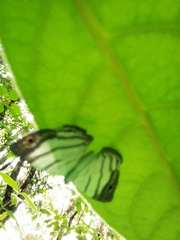 Riodinidae