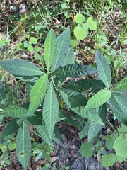 Psychotria tenuifolia