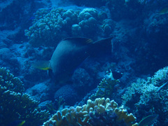 Calotomus viridescens