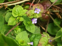 Torenia crustacea