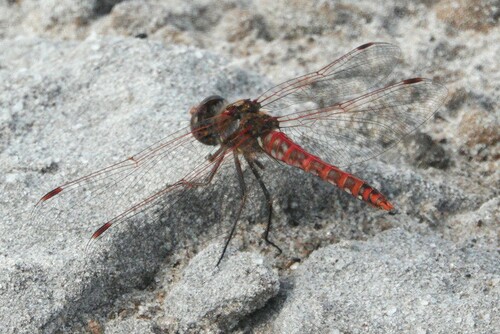 Variegated Meadowhawk (Sympetrum corruptum), a species recorded in Oregon