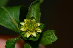 Melampodium costaricense