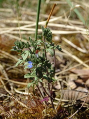 Veronica dillenii