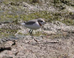 Charadrius pallidus