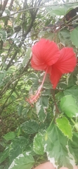 Hibiscus rosa-sinensis