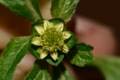 Melampodium costaricense