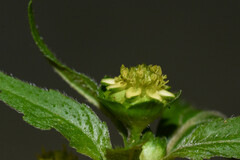 Melampodium costaricense