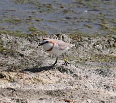 Charadrius pallidus