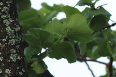 Dombeya rotundifolia