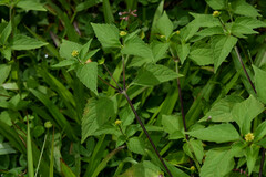 Melampodium costaricense