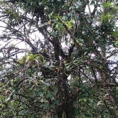 Crescentia cujete
