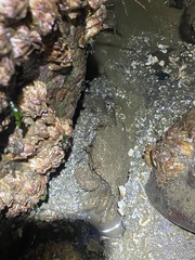 Telmessus cheiragonus