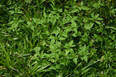 Melampodium costaricense