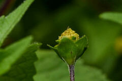 Melampodium costaricense