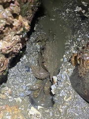 Telmessus cheiragonus