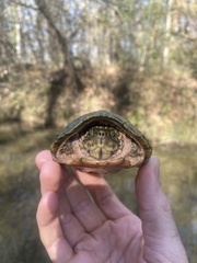 Sternotherus peltifer